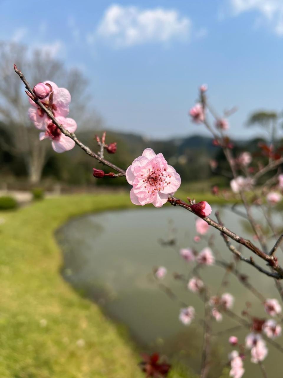 A Estalagem Hospedaria Flores da Cunha Bagian luar foto